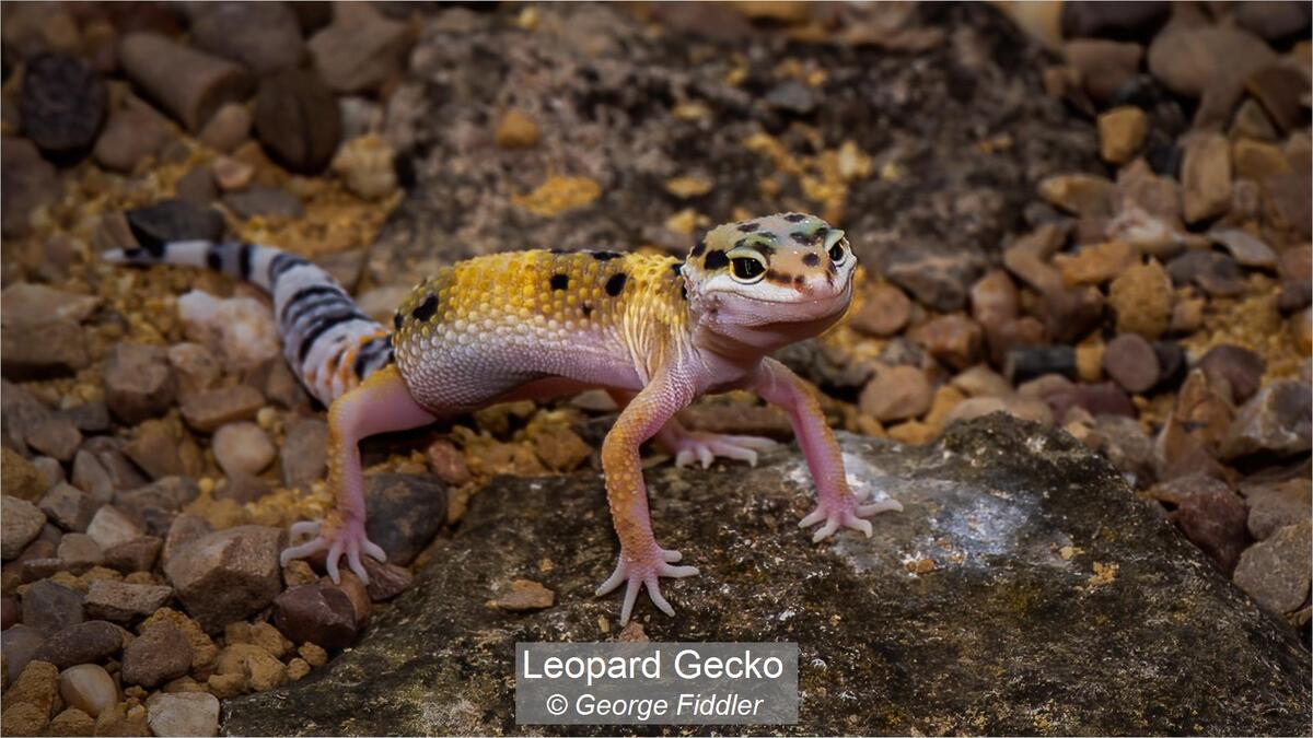 17_Leopard Gecko_George Fiddler